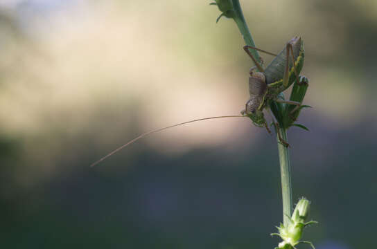 Image of saddle-backed bush-cricket