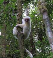 Image of Silky Sifaka