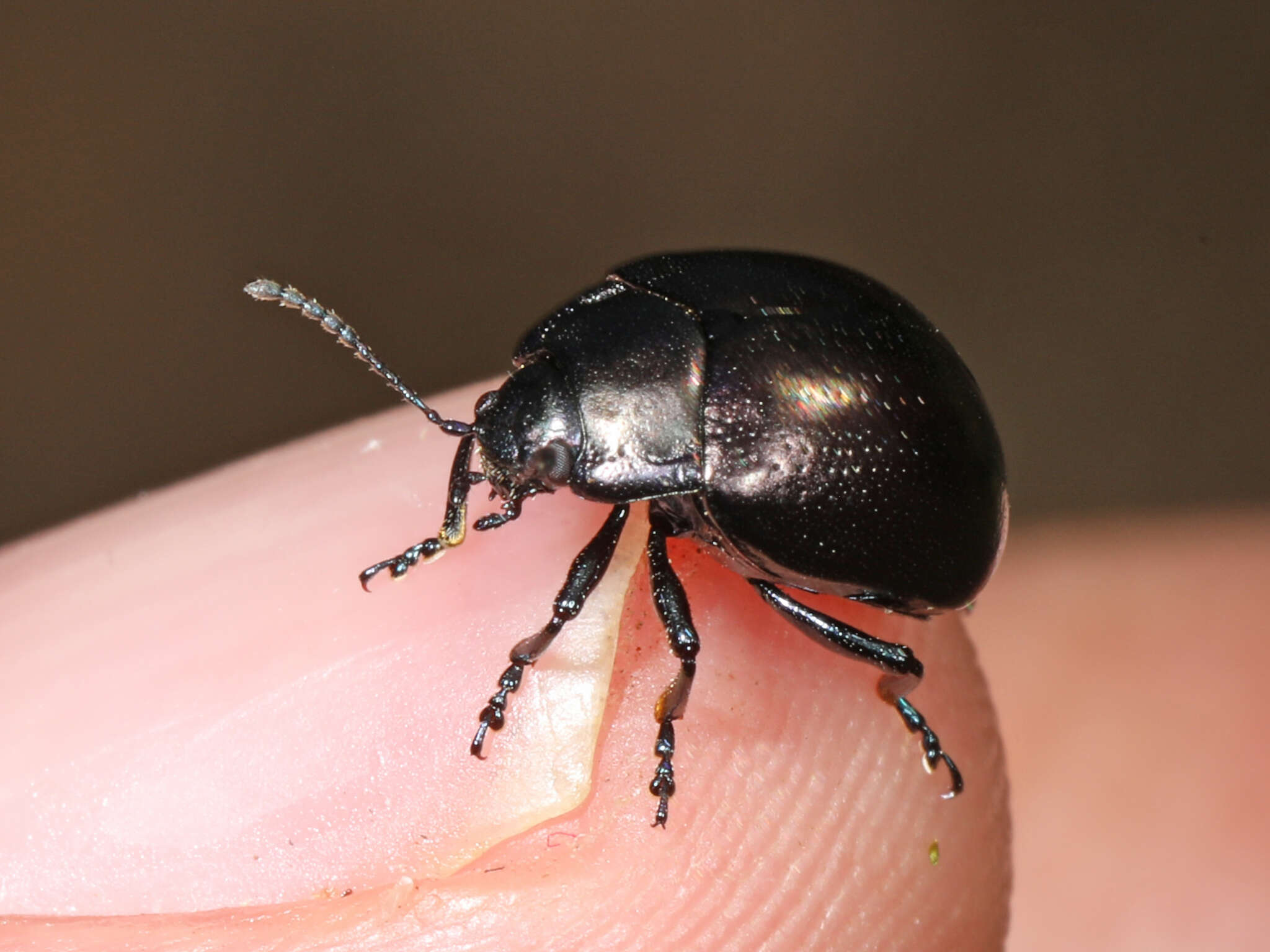 Image of Chrysolina (Allhypericia) inornata (Rogers 1856)