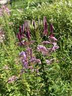 Image of Cleome guaranitica (Chod. & Hassl.) Briquet