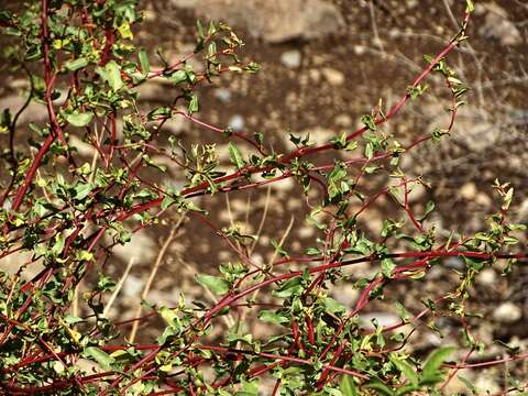 Image of Wirevine