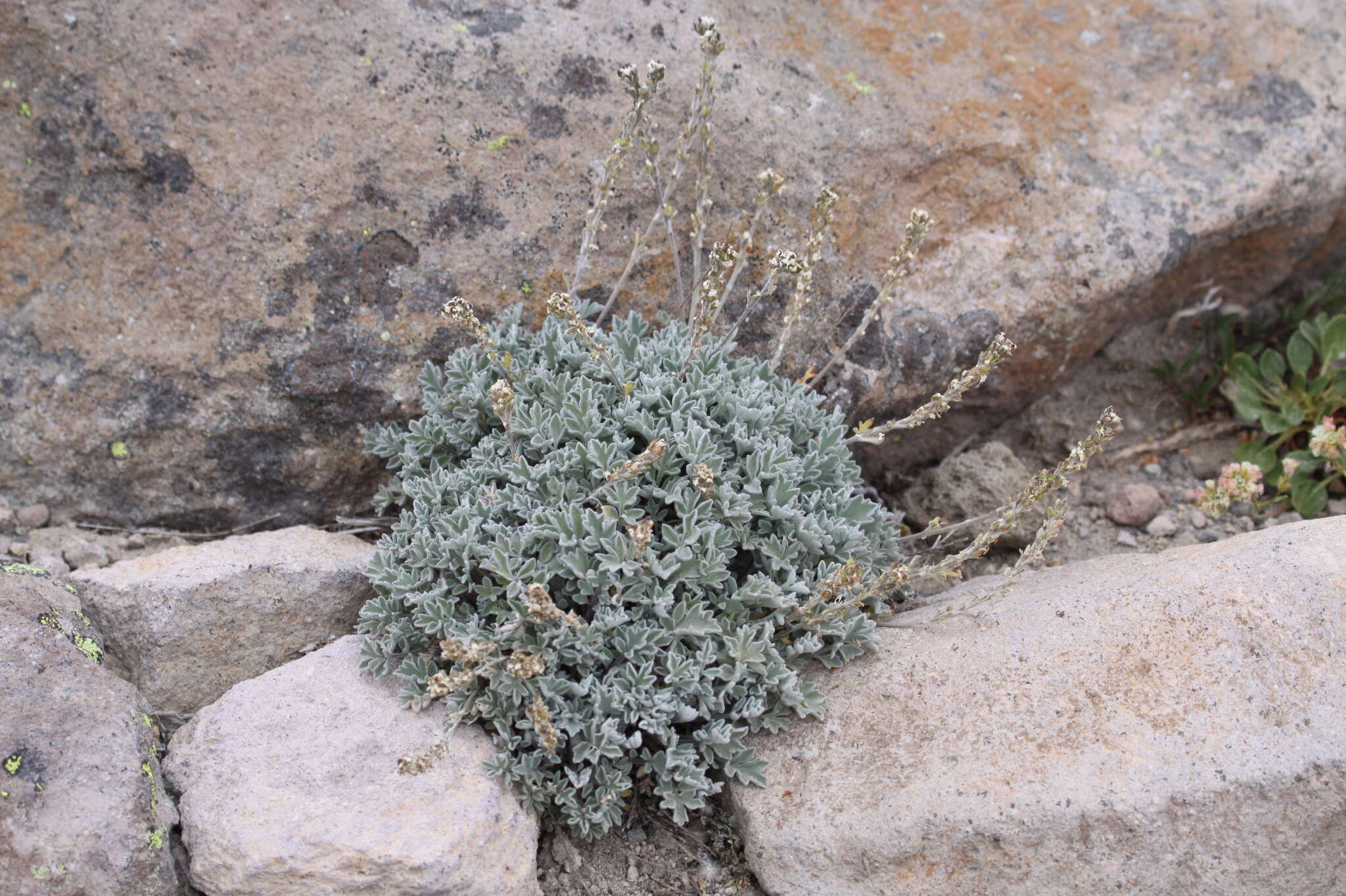 Image of alpine false candytuft