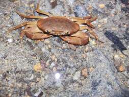 Image of Strengeriana taironae Rodríguez & M. R. Campos 1989