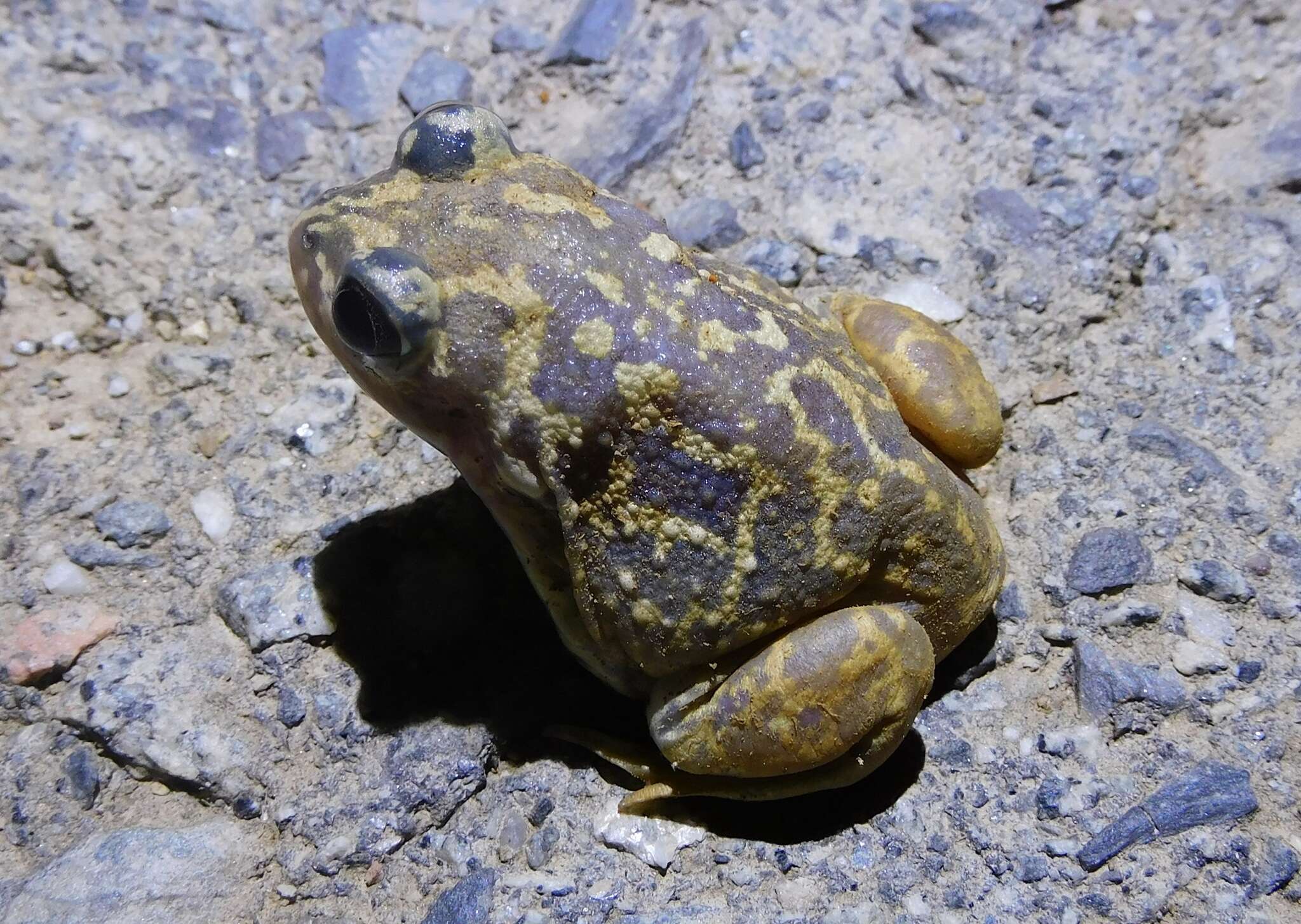 Image of Iberian Spadefoot Toad