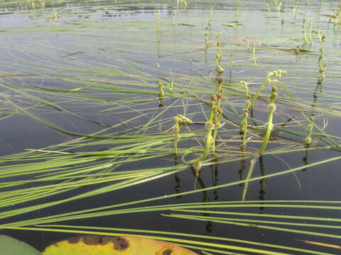 Image of Sparganium gramineum Georgi