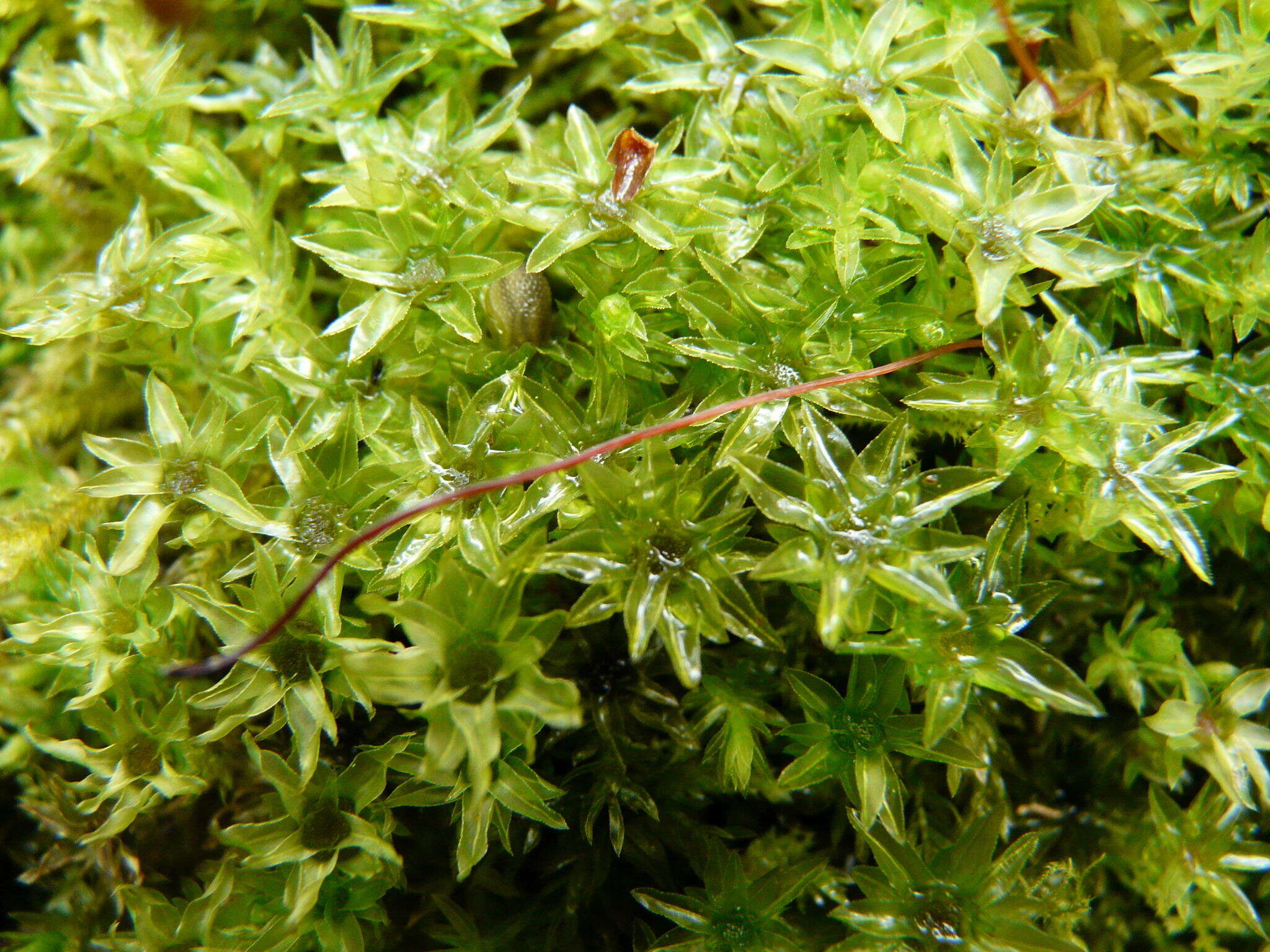 Image of horn calcareous moss