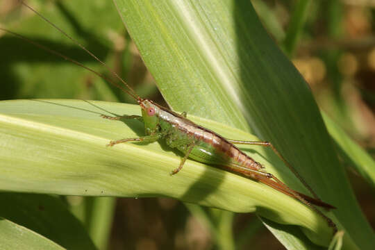 Слика од Conocephalus (Conocephalus) doryphorus (Karny 1907)