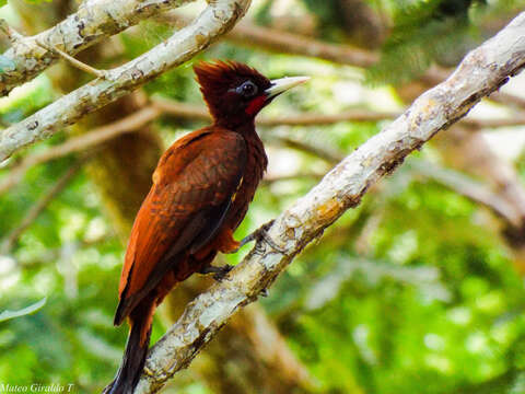 Image of Chestnut Woodpecker