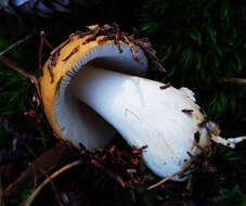 Image of Russula decolorans (Fr.) Fr. 1838