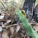 Imagem de Cereus mirabella N. P. Taylor