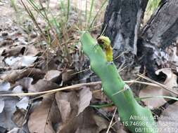 Image de Cereus mirabella N. P. Taylor