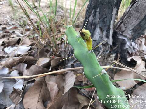 Image of Cereus mirabella N. P. Taylor