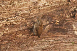 Image of Eastern Winter Wren