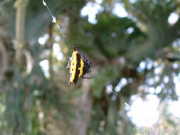 Image of Gasteracantha taeniata (Walckenaer 1841)