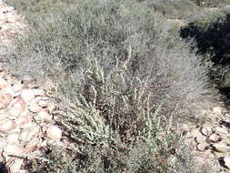 Image of Atriplex barclayana (Benth.) D. Dietr.