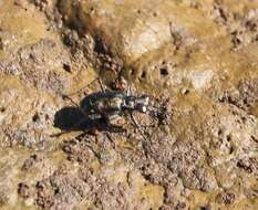 Image of Cicindela (Cicindelidia) trifasciata ascendens Le Conte 1851