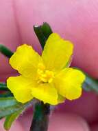 Image of Hibbertia racemosa (Endl.) Gilg