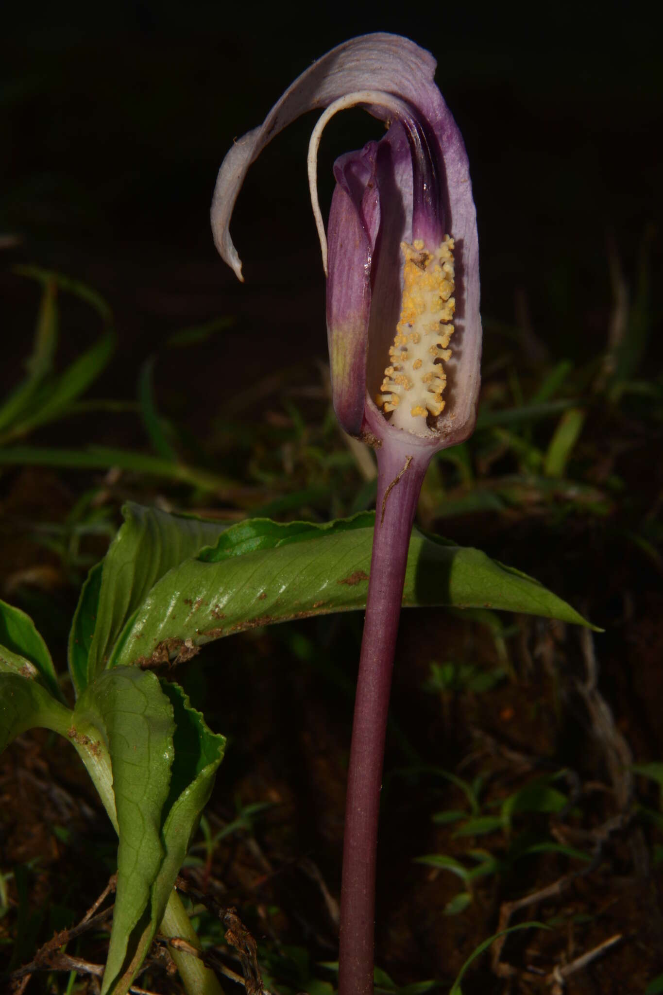 Image of Arisaema murrayi var. sonubeniae P. Tetali, Punekar & Lakshmin.