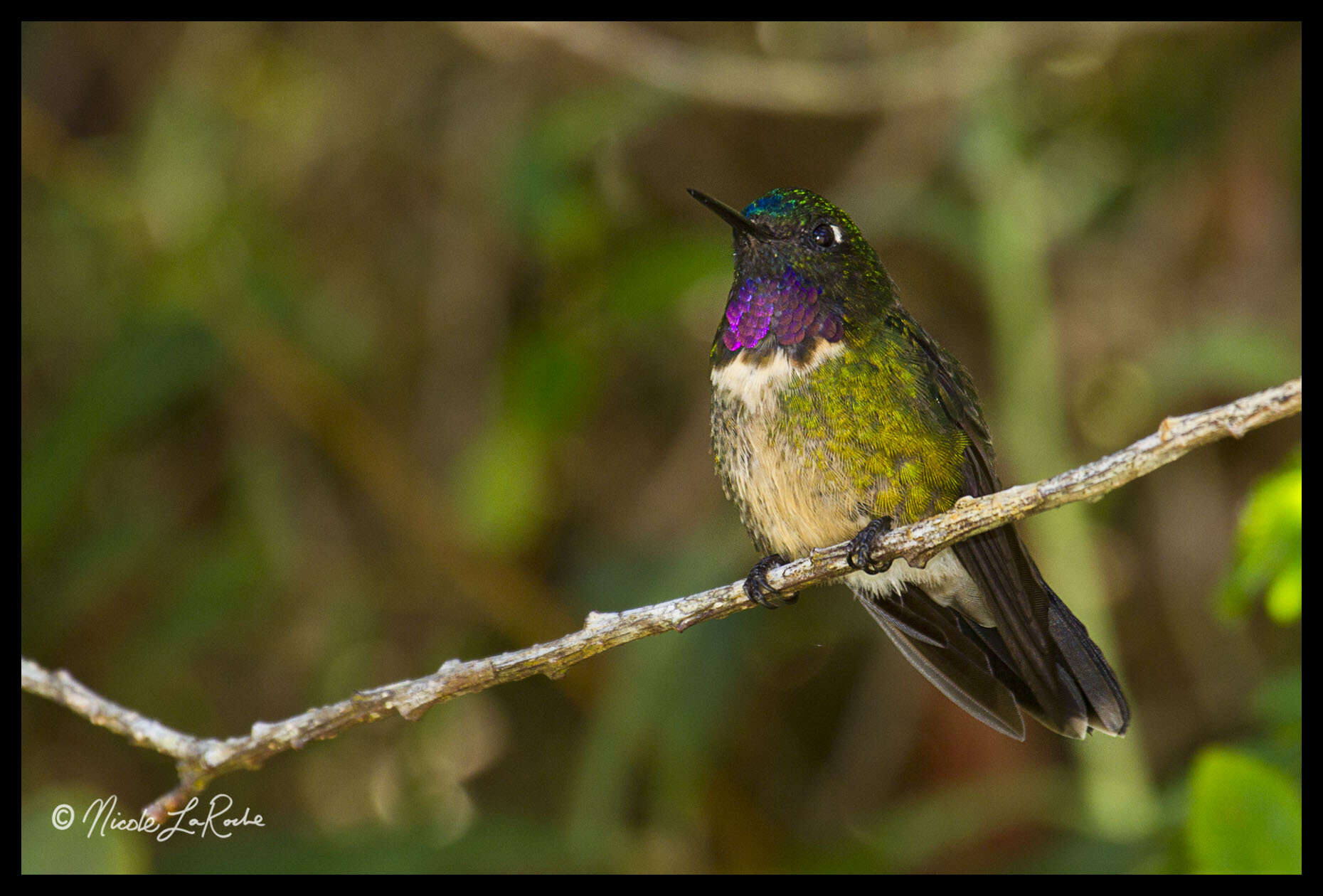 Image of Amethyst-throated Sunangel