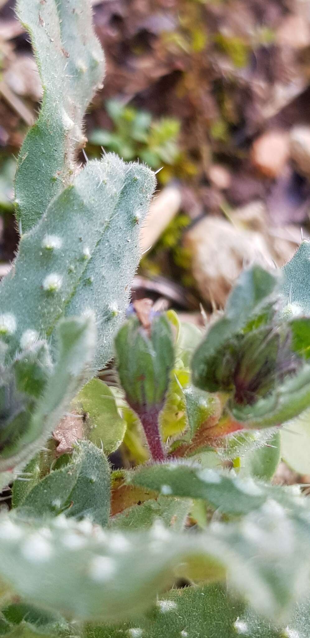 Image of Melanortocarya obtusifolia (Willd.) Selvi, Bigazzi, Hilger & Papini