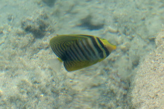 Image of Desjardin's Sailfin Tang