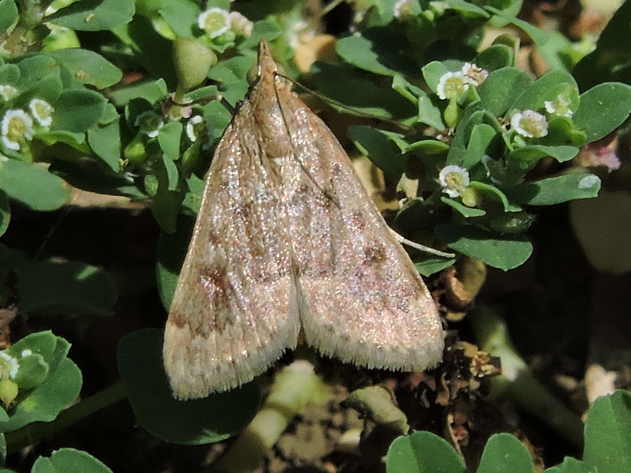 Image of Garden Webworm Moth