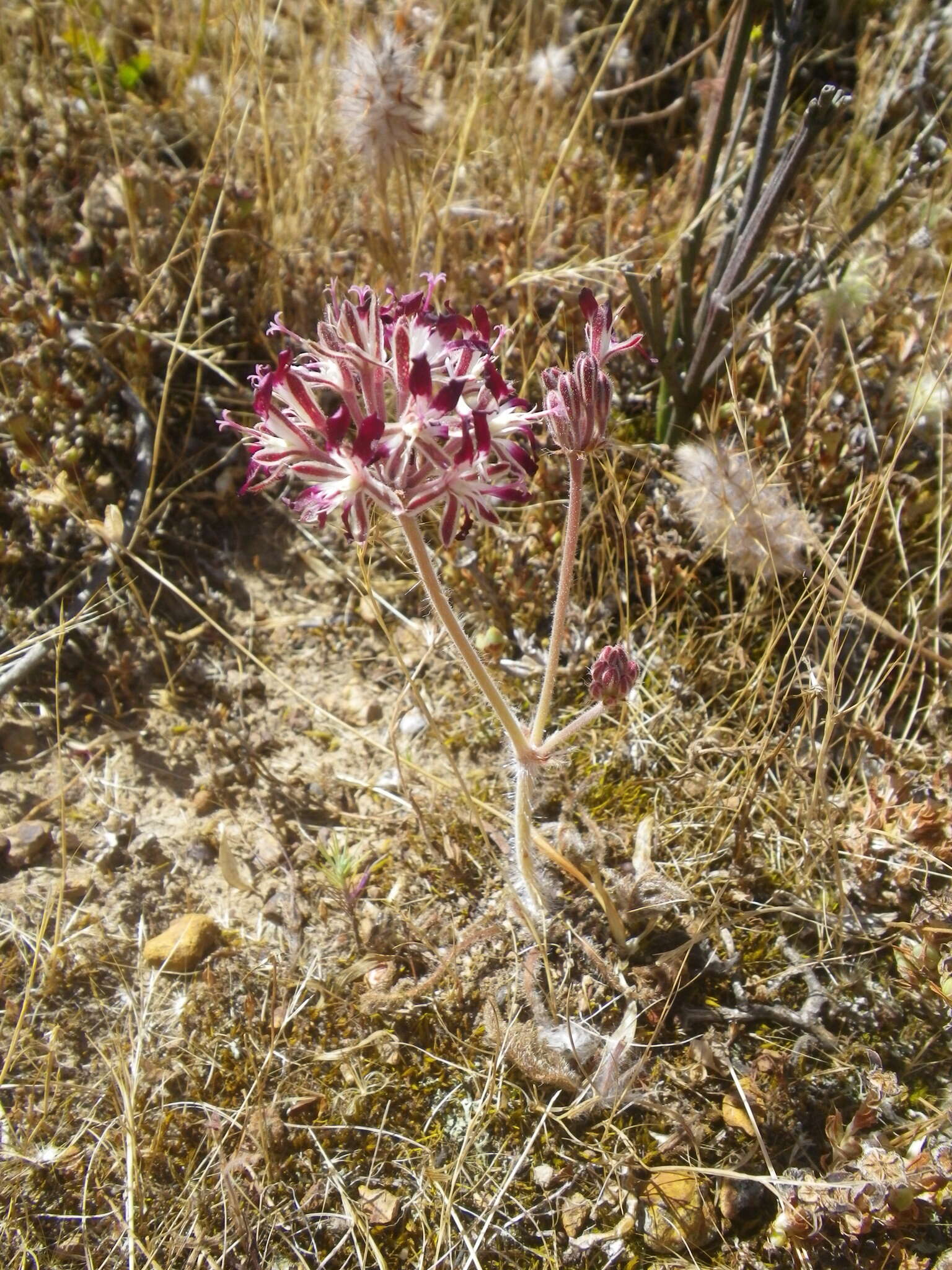 Image of Pelargonium auritum subsp. auritum