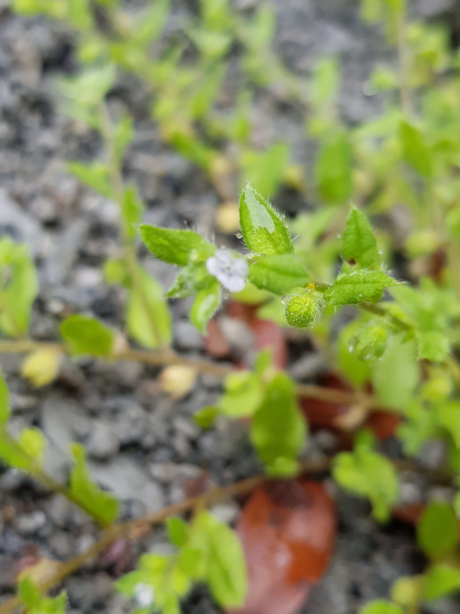 Plancia ëd Bothriospermum zeylanicum (J. Jacquin) Druce