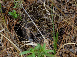 Image of Mexican Lancehead Rattlesnake