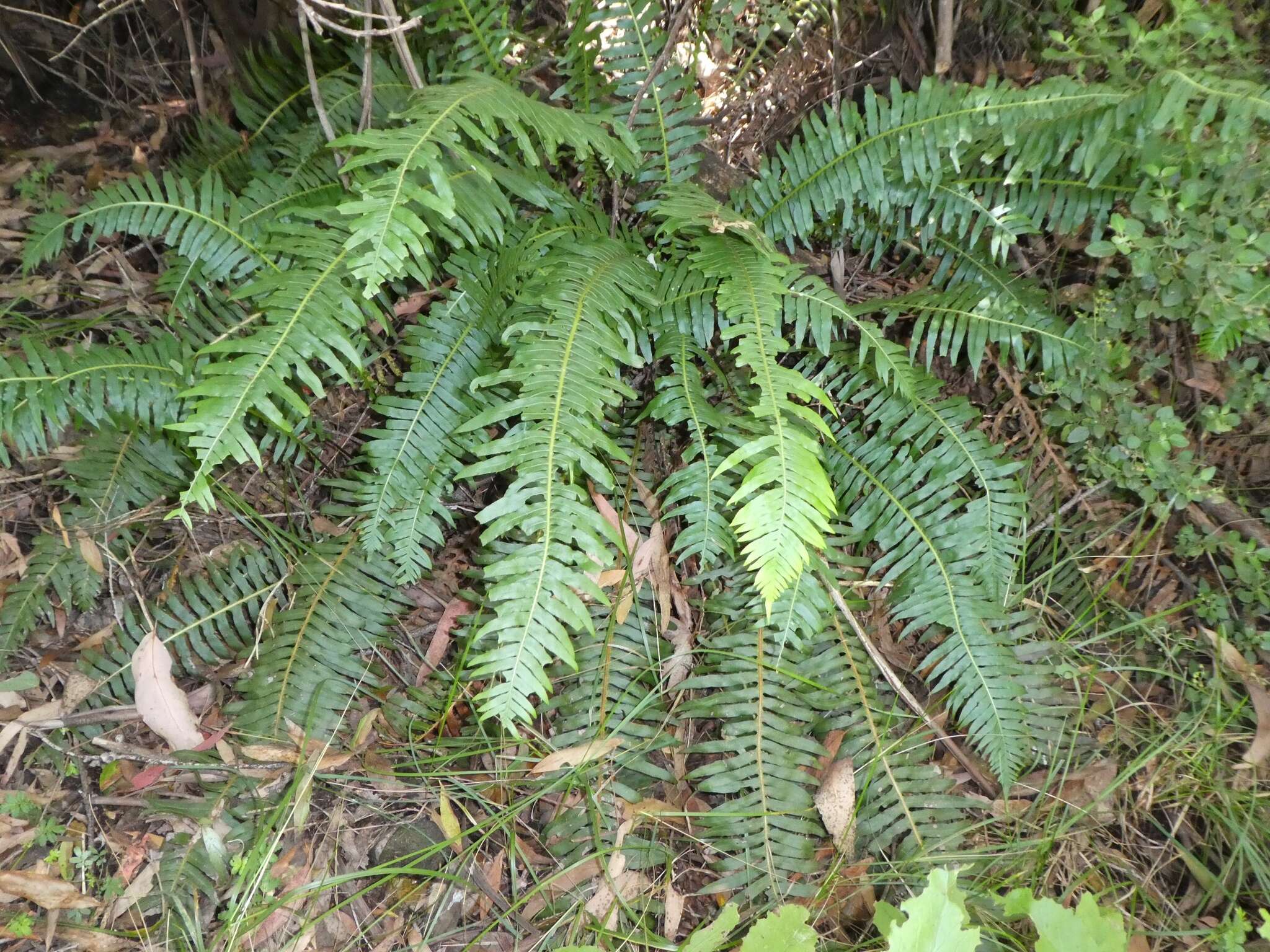 Image of Fishbone water-fern