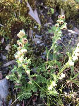 Image de Artemisia tsugitakaensis (Kitam.) Ling & Y. R. Ling