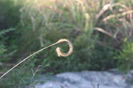 Image of Ctenium concinnum Nees