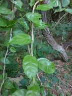 Image of Anchietea pyrifolia A. St.-Hil.