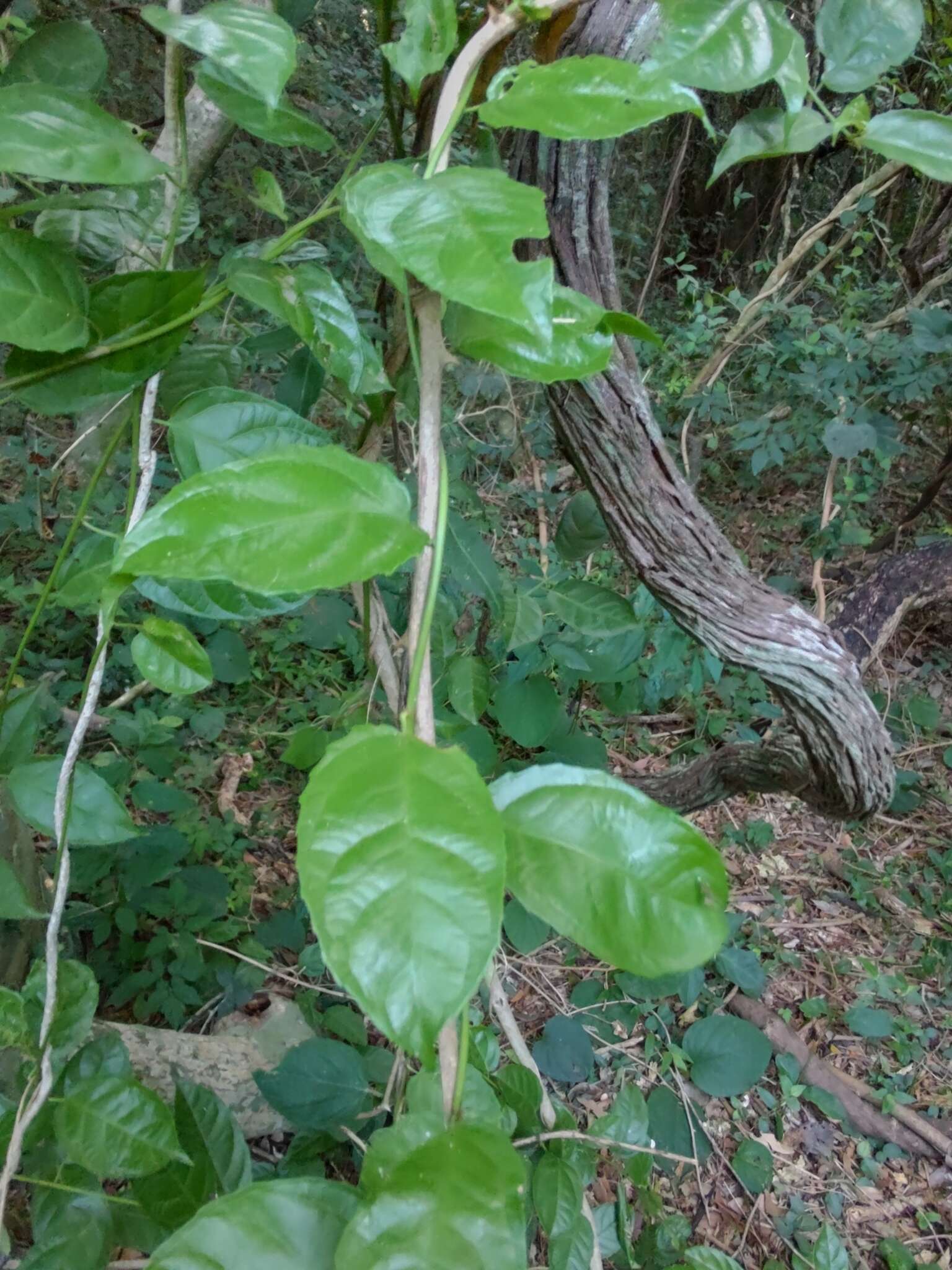 Image of Anchietea pyrifolia A. St.-Hil.