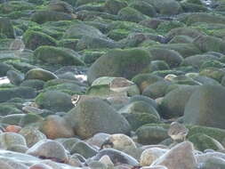 Image of ringed plover, common ringed plover