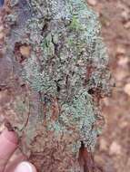 Image of Ravenel's cup lichen