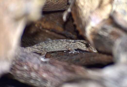 Image of American Wall Gecko