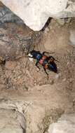 Image of Nicrophorus (Nicrophorus) guttula (Motschulsky 1845)