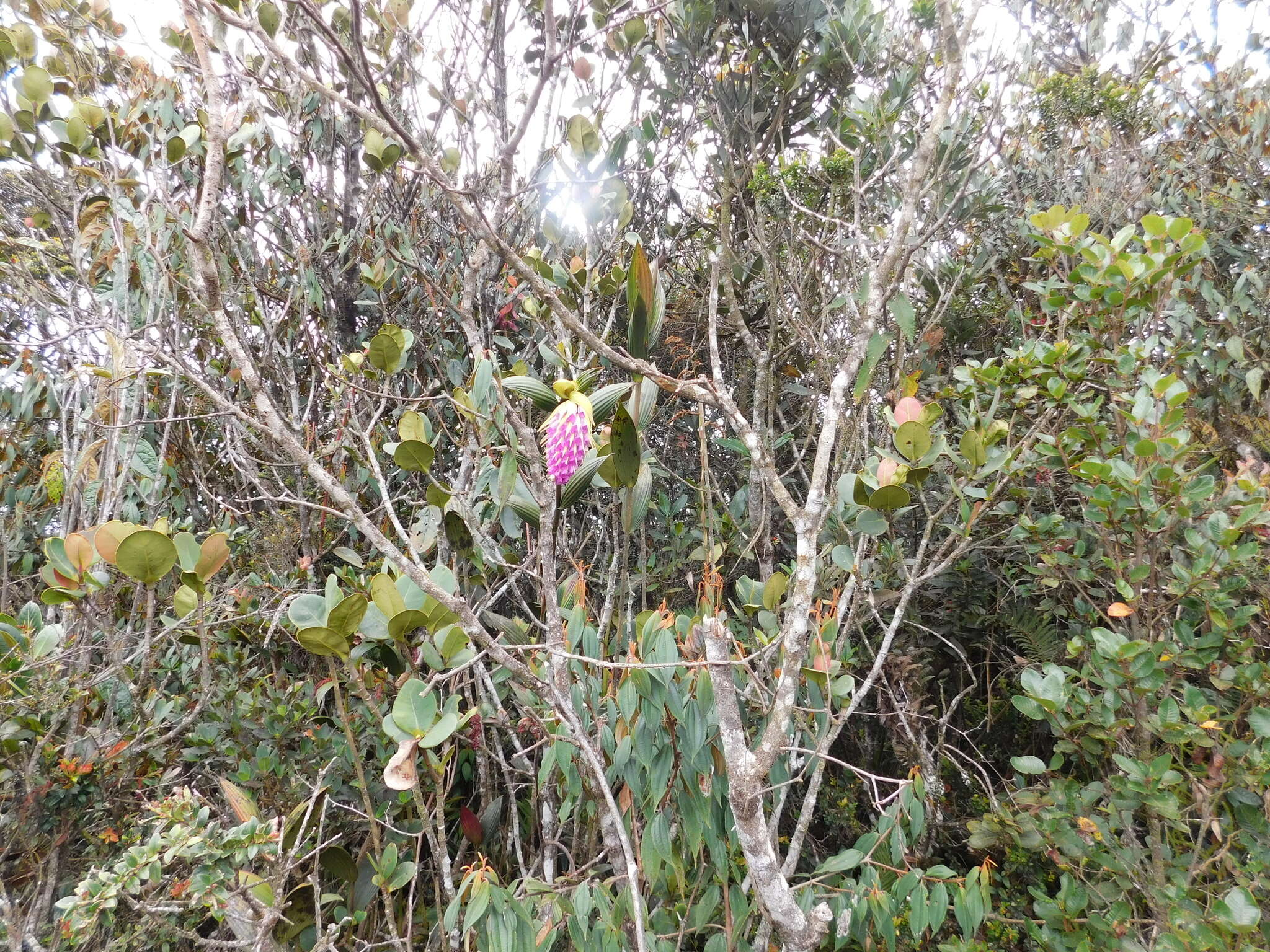 Image of Elleanthus maculatus (Lindl.) Rchb. fil.