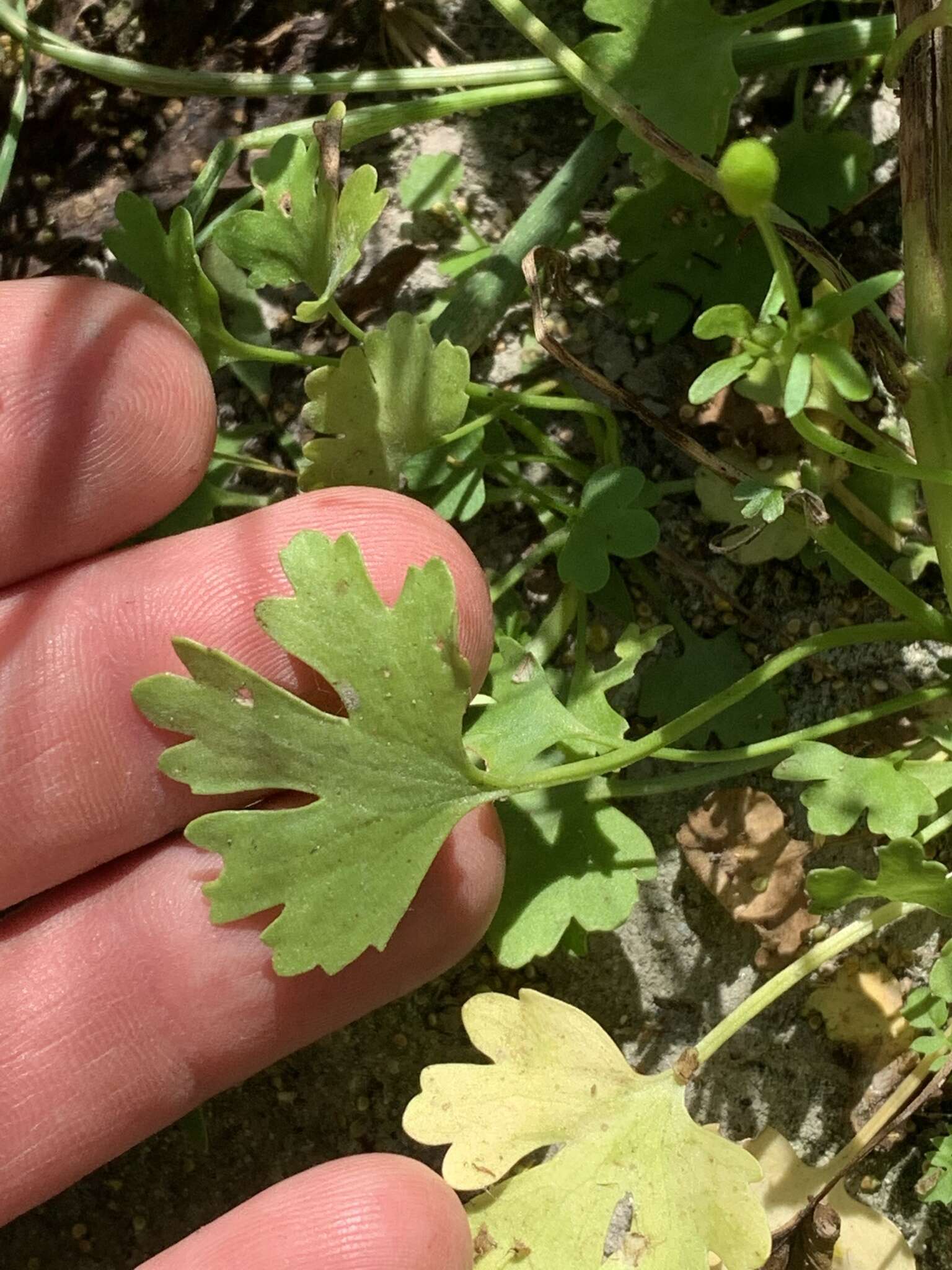 Ranunculus sceleratus subsp. sceleratus的圖片