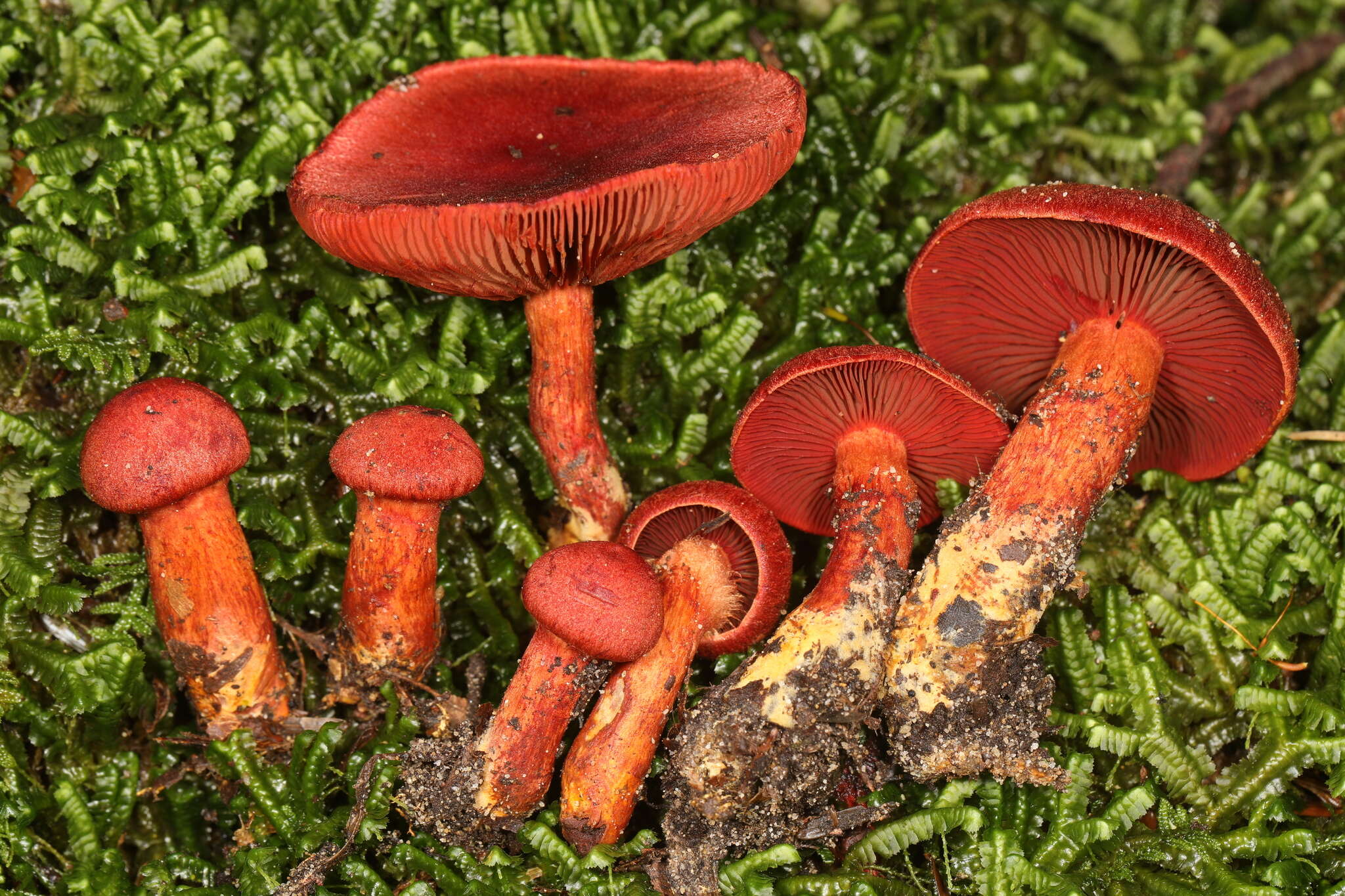 Image of Cortinarius harrisonii Ammirati, Niskanen & Liimat. 2013