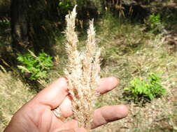 Слика од Poa arachnifera Torr.