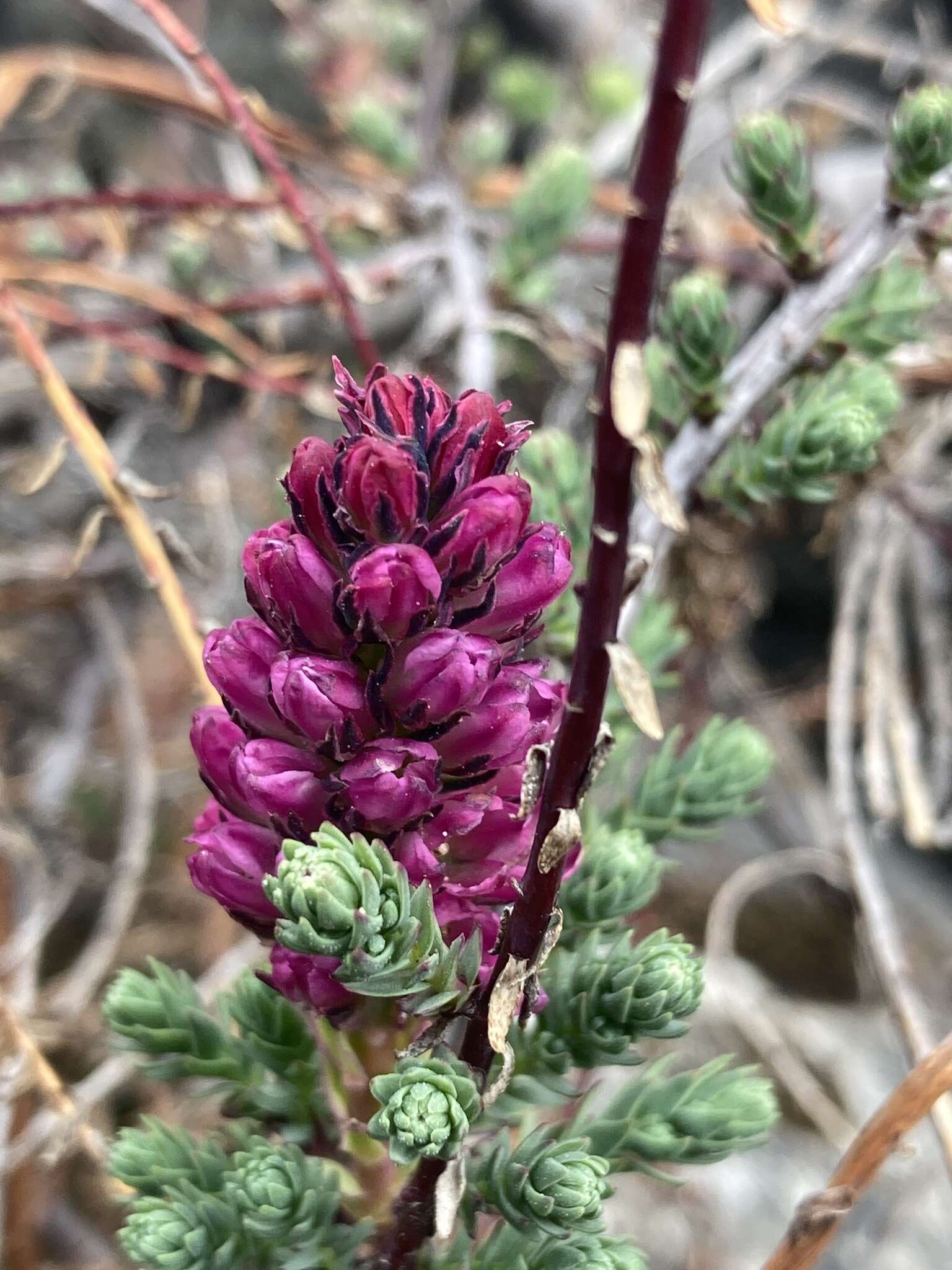 Image of Myricaria rosea W. W. Sm.