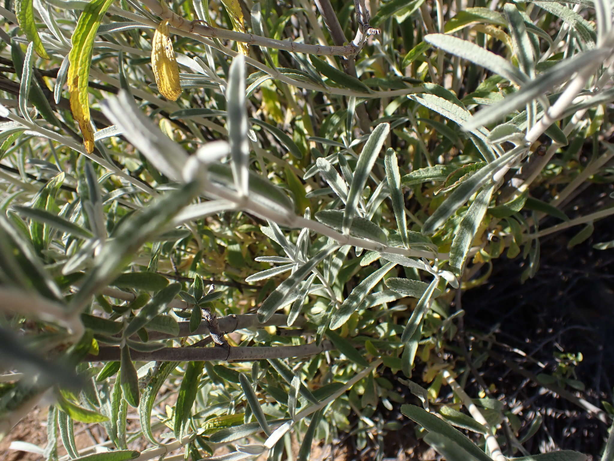 Imagem de Stachys rugosa Aiton