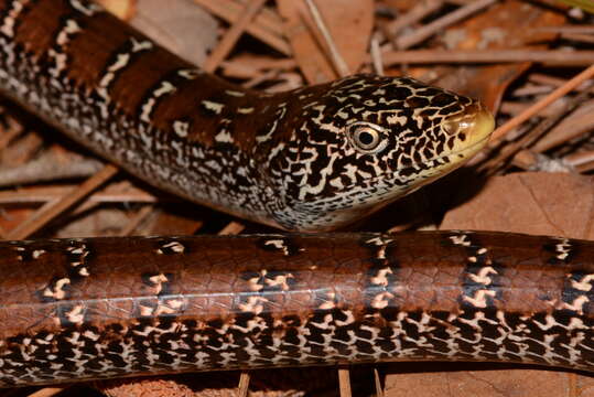 Ophisaurus attenuatus longicaudus Mcconkey 1952 resmi