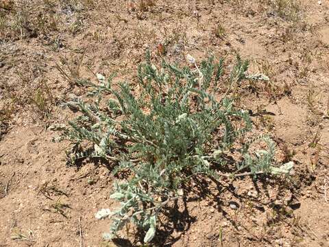 Sivun Astragalus andersonii A. Gray kuva