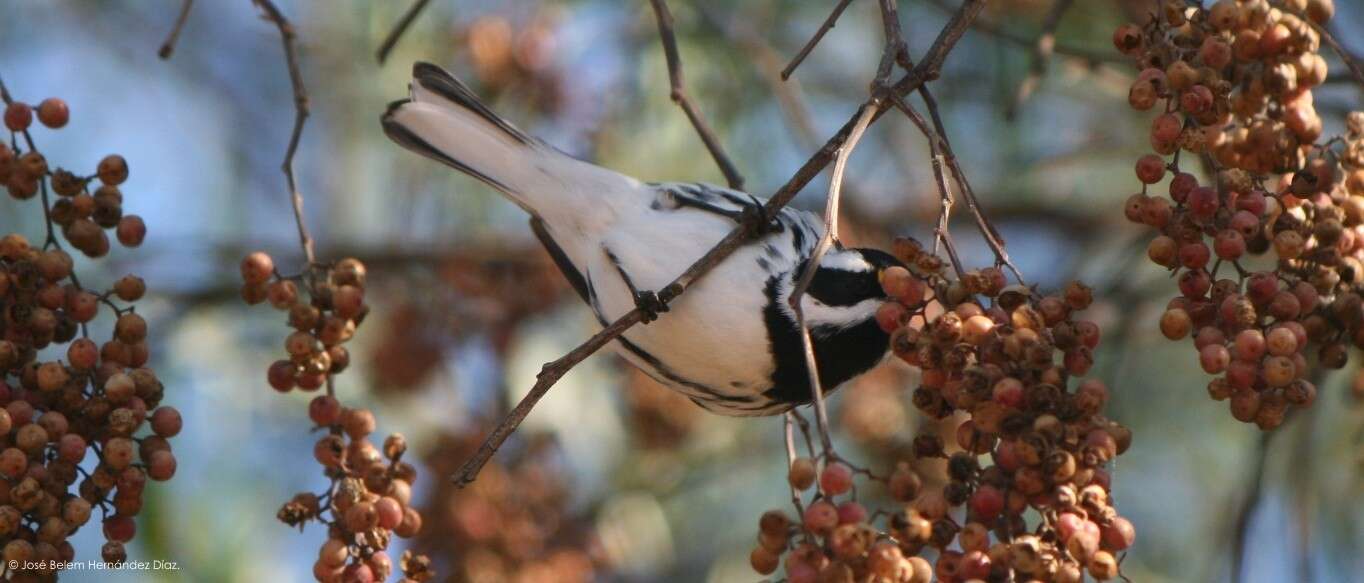 Image of Black-throated Grey Warbler