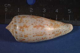 Image de Conus cinereus Hwass ex Bruguière 1792