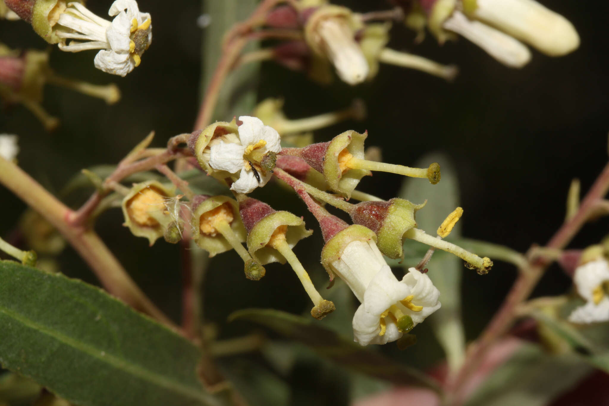 Escallonia angustifolia C. Presl resmi