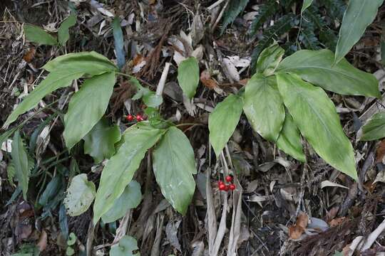 Image of Alpinia japonica (Thunb.) Miq.